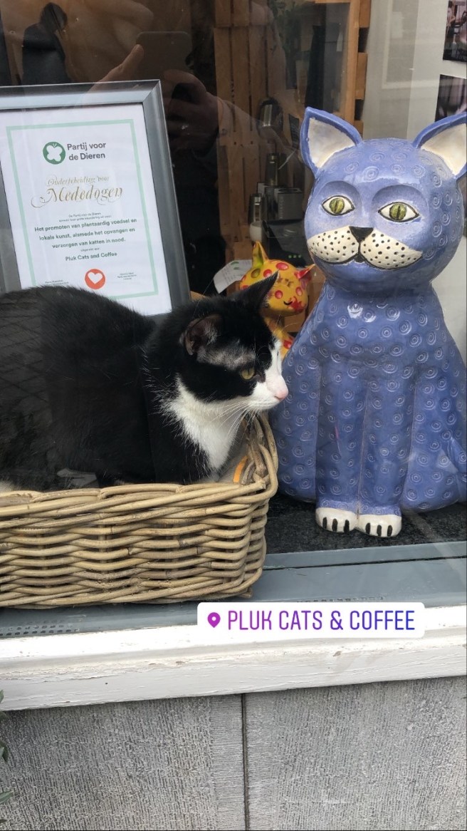 Pluk Cats & Coffee | Maastricht | Hotspot
