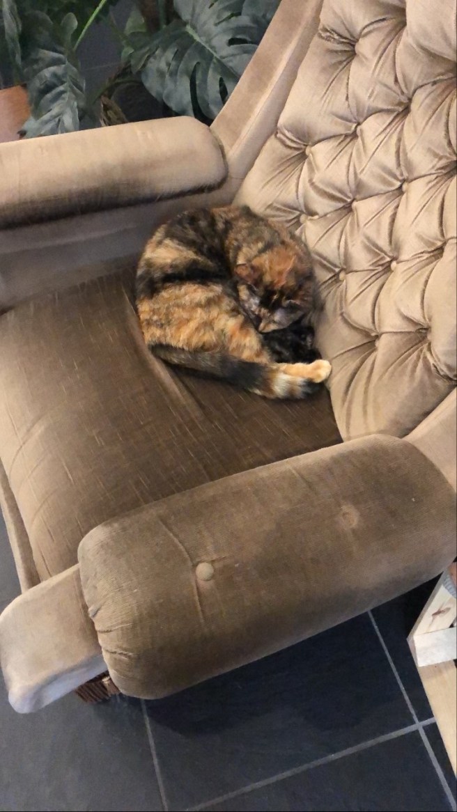 Pluk Cats & Coffee | Maastricht | Hotspot