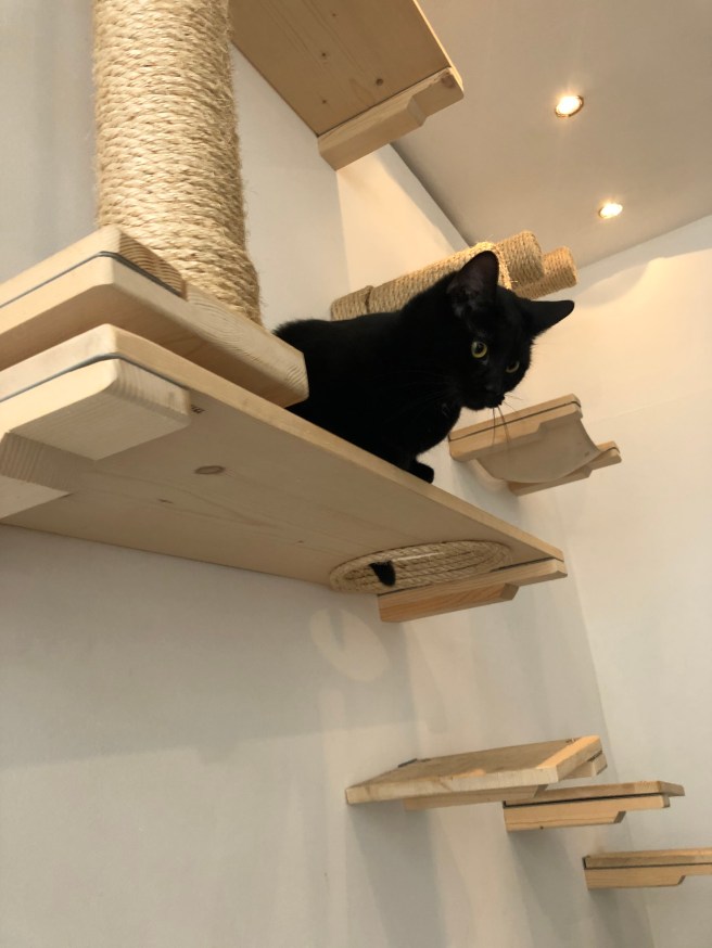 Pluk Cats & Coffee | Maastricht | Hotspot